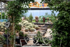 청유리원 - 다육이 > 코노피튬 - 엑스플랜트