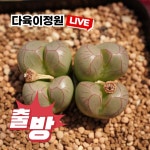 식쇼 라이브 [다육이정원이 간다 길가든] 상품 : 코노피튬 - 엑스플랜트 식쇼 라이브 [다육이정원이 간다  길가든] 상품 : 코노피튬 - 엑스플랜트