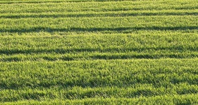 Honda UK is Set to Add a Robot to your Garden