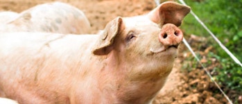Pig Chugging Beer At Iowa State Fair Goes Viral On Twitter | The Daily Caller Pig Chugging Beer At Iowa State Fair Goes Viral On... 