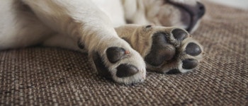 ‘Pistachio’ Puppy With Green Fur Born In Italy | The Daily Caller ‘Pistachio’ Puppy With Green Fur Born In Italy