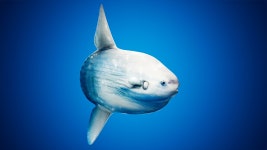 Ocean Animals Pack Vol.2, 제작자 Davis3D, 카테고리 캐릭터 - UE4 마켓플레이스