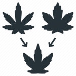 Cannabis, clone, cultivate, hemp, marijuana, plant, weed icon - Download on Iconfinder