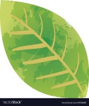 Green leaf watercolor paint Royalty Free Vector Image Green leaf watercolor paint vector image on VectorStock
