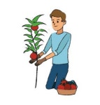 Tomato & Man Vector Images (over 850)