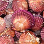 산지직송 국내산 통영 홍가리비 2kg (45미 내외)