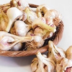 [명가일품][남도의맛] 고흥 마늘 (소) 반접/50개