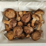 [프레쉬푸드]국내산 고소한 솔 송화버섯 1kg (랜덤)