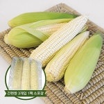 하프클럽 [명가일품]바로먹는 강원도 미백 삶은(냉동) 찰옥수수 15개 (18cm내외)