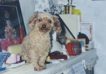 하늘나라로 간 우리 강아지 예삐.. - 뽐뿌:자유갤러리 하늘나라로 간 우리 강아지 예삐..