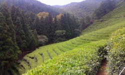 꼬막정식, 대한다원, 메타세콰이아 길 - 뽐뿌:자유갤러리 꼬막정식, 대한다원, 메타세콰이아 길