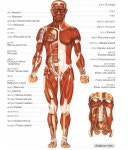저의 신체구조입니다....감사합니다. - 뽐뿌:자유게시판 저의 신체구조입니다....감사합니다.