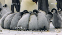 남극의 눈물 [펭귄편] 너무 귀엽네요. - 뽐뿌:자유게시판 남극의 눈물 [펭귄편] 너무 귀엽네요.