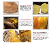 [옥션] 해난ㅁ 여주 농가직송 호박고구마 (8,500/무료) - 뽐뿌:뽐뿌게시판 [옥션] 해난ㅁ 여주 농가직송 호박고구마 (8,500/무료)