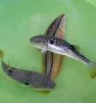 이 물고기 정체가 뭘까요? - 뽐뿌:낚시포럼 이 물고기 정체가 뭘까요?