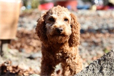 춤추는 법평사 갈색 푸들 - 뽐뿌:자유갤러리 춤추는 법평사 갈색 푸들