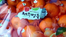 처음보는 제주명품 - 뽐뿌:자유갤러리 처음보는 제주명품