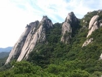 산행시 말벌 조심하세요 오늘 도봉산 - 뽐뿌:등산포럼 산행시 말벌 조심하세요 오늘 도봉산