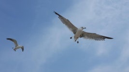 부산 갈매기, 인천 갈매기 - 뽐뿌:자유갤러리 부산 갈매기, 인천 갈매기