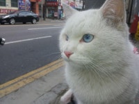 푸른색 눈동자가 예쁜 고양이... - 뽐뿌:자유게시판 푸른색 눈동자가 예쁜 고양이...