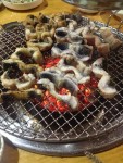 광주 남광농원 장어~ - 뽐뿌:맛집포럼 광주 남광농원 장어~