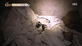 동물농장 삼거리 바둑이 JPG - 뽐뿌:자유게시판