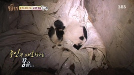 동물농장 삼거리 바둑이 JPG - 뽐뿌:자유게시판 동물농장 삼거리 바둑이 JPG