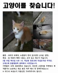 서울 강남구 도곡동 역삼동 청운교회 부설유치원, 오래오래 동물병원 근처에서 반려묘를 잃었습니다.. - 뽐뿌:동식물포럼 서울 강남구 도곡동... 