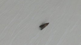 집안에 날벌레 이거뭔가요??? - 뽐뿌:질문/요청 집안에 날벌레 이거뭔가요???