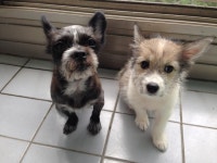 동물 약국에서 81000원 쓰고 왔네요... - 뽐뿌:동식물포럼 동물 약국에서 81000원 쓰고 왔네요...