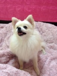 이별후 강아지 문제... - 뽐뿌:고민포럼 이별후 강아지 문제...