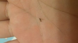 날개 달린개미 도대체 어디서 나오는걸까요? - 뽐뿌:질문/요청 날개 달린개미 도대체 어디서 나오는걸까요?