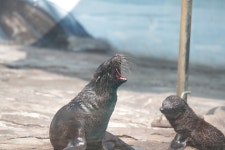 [7D+탐아빠] 대전 오월드 동물들 우르르르 1탄 - 뽐뿌:사진/카메라 [7D+탐아빠] 대전 오월드 동물들 우르르르 1탄