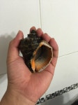어은돌송림캠핑장 앞 어은돌해수욕장 해루질 후기 8.29~30 - 뽐뿌:캠핑포럼 어은돌송림캠핑장 앞 어은돌해수욕장 해루질 후기 8.29~30