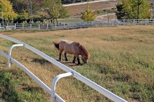 고양 경주마목장 포니 - 뽐뿌:자유갤러리 고양 경주마목장 포니