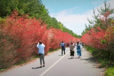 구 탐라대학교 홍가시나무길도 예뻣어요 - 뽐뿌:자유게시판 구 탐라대학교 홍가시나무길도 예뻣어요