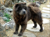 제가 차우차우 한테 공격 당한적이 있는데요 - 뽐뿌:자유게시판 제가 차우차우 한테 공격 당한적이 있는데요