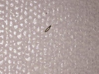 이 벌레들 정체가 뭐죠?ㅠ 퇴치가능한지;; - 뽐뿌:자취포럼 투베이 전세들어와 살기 시작했는데... 이 벌레들 정체가 뭐죠?ㅠ 퇴치가능한지;;