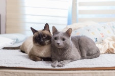 15 순백의 평원, 선자령 풍차길(대관령 휴게소~KT송신탑~동해전망대~새봉~선자령~샘터~풍해조림지~양떼목장~대관령 휴게소) - 뽐뿌... 