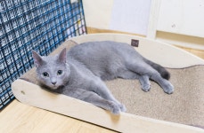 15 순백의 평원, 선자령 풍차길(대관령 휴게소~KT송신탑~동해전망대~새봉~선자령~샘터~풍해조림지~양떼목장~대관령 휴게소) - 뽐뿌... 