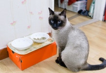 15 순백의 평원, 선자령 풍차길(대관령 휴게소~KT송신탑~동해전망대~새봉~선자령~샘터~풍해조림지~양떼목장~대관령 휴게소) - 뽐뿌... 