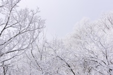 14 [70 pic] 누가 걸어간다, 소백산 눈꽃산행(비로사~달밭재~비로봉... 14 [70 pic] 누가 걸어간다, 소백산 눈꽃산행(비로사~달밭재~비로봉... 