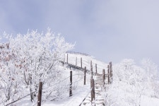 14 [70 pic] 누가 걸어간다, 소백산 눈꽃산행(비로사~달밭재~비로봉... 14 [70 pic] 누가 걸어간다, 소백산 눈꽃산행(비로사~달밭재~비로봉... 