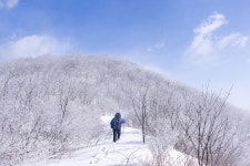 14 [70 pic] 누가 걸어간다, 소백산 눈꽃산행(비로사~달밭재~비로봉... 14 [70 pic] 누가 걸어간다, 소백산 눈꽃산행(비로사~달밭재~비로봉... 