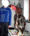 순살치킨에 쓰이는 브라질 닭.jpg - 뽐뿌:자유게시판 순살치킨에 쓰이는 브라질 닭.jpg