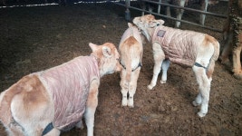 송아지 4남매 입니다. - 뽐뿌:자유게시판 송아지 4남매 입니다.