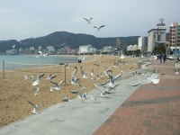 부산 광안리 갈매기떼 - 뽐뿌:자유갤러리 부산 광안리 갈매기떼