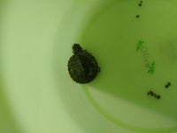 거북이를 집에 두고 여행을 가야 하는데요 - 뽐뿌:동식물포럼 거북이를 집에 두고 여행을 가야 하는데요