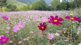 간월재 가는법(등억 간월산장 알프스동에서) 도보시간 - 뽐뿌:등산포럼 간월재 가는법(등억 간월산장 알프스동에서) 도보시간