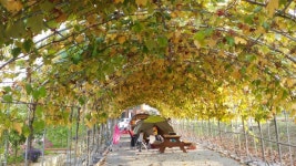 조치원 고복저수지 근처 포도밭캠핑장 - 뽐뿌:캠핑포럼 조치원 고복저수지 근처 포도밭캠핑장